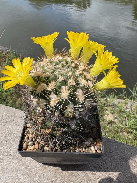 Weingartia lanata